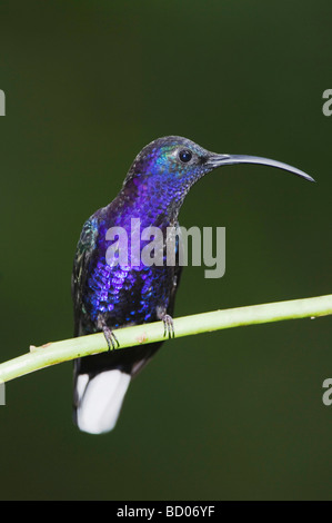 Violet Sabrewing Campylopterus hemileucurus male perched Central Valley Costa Rica Central America December 2006 Stock Photo