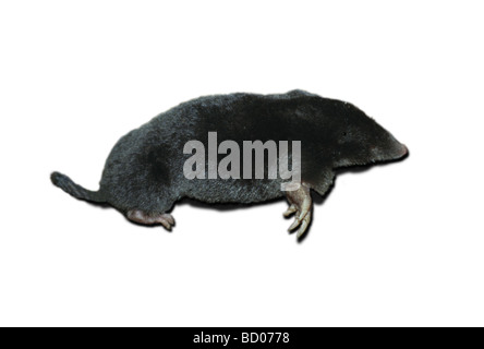 Dead European mole (Talpa europaea) on white background Stock Photo