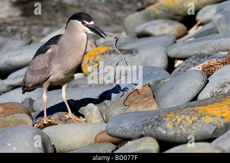 Adult Black-crowned Night Heron rejects unsuitable nesting material Stock Photo