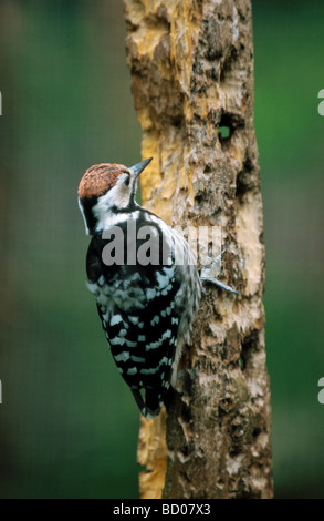 dendrocopos leucotos / white-backed woodpecker Stock Photo