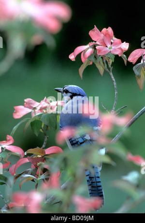 Spring bird - Blue Jay (Cyanocitta cristata) on blooming pink Dogwood tree (Cornus florida), Midwest USA Stock Photo