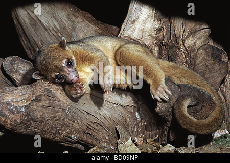 Kinkajou (Potos flavus) lying on a log. Ecuador Stock Photo