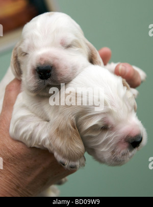 Two 2 week old English Cocker Spaniel puppies held in someones hand. Stock Photo