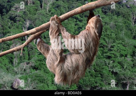 sloths / Pilosa (Xenarthra) Stock Photo