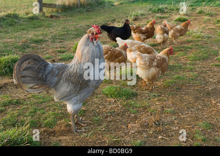 cockerel with hens Stock Photo