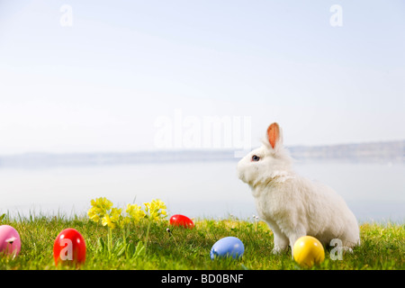 bunny, easter eggs in grass Stock Photo