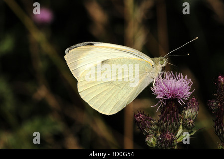 Small White Butterfly Pieris rapae Family Pieridae on Creeping Thistle Cirsium arvense also known as the Small Cabbage White Stock Photo