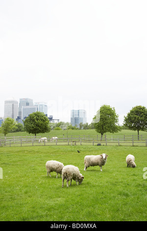 sheep in a field, in Mudchute Park and farm with the skyscrapers of Canary Wharf in background Stock Photo