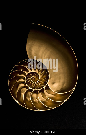 Golden nautilus shell on black sand Stock Photo