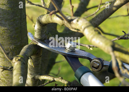 baum verschneiden 03 Stock Photo Alamy
