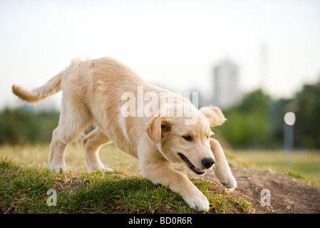 Golden retriever puppy playing in park Stock Photo