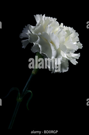White Carnation on black Stock Photo