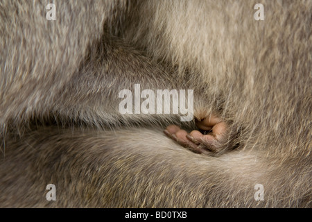 Young Monkey's hand Stock Photo