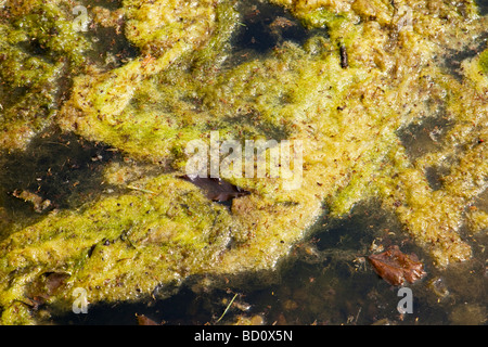 Algae growing on polluted water Stock Photo