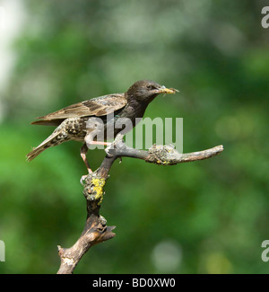 Starling Sturnus vulgarus Hungary Stock Photo