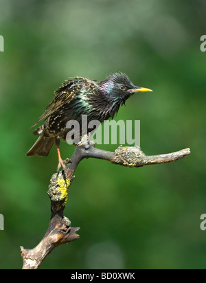 Starling Sturnus vulgarus Hungary Stock Photo