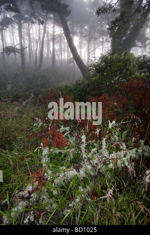 Mount Vision Road at dawn in the fog, Point Reyes National Seashore ...
