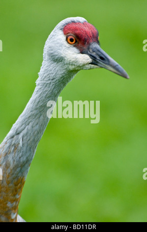 Lesser Sandhill Crane, Grus canadensis canadensis, Homer, Alaska, USA Stock Photo