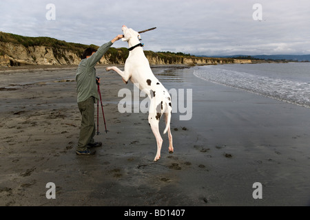 Owner preparing to throw stick for Great Dane, at the beach. Stock Photo