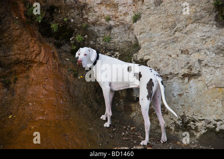 Great Dane albino,  exploring. Stock Photo