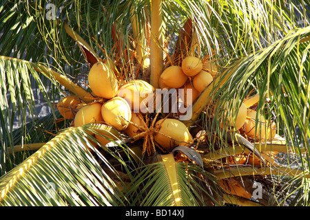 close up of bunch of coconut fruit on the tree Stock Photo