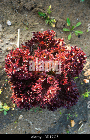 Lollo rosso lettuce growing in vegetable garden Stock Photo