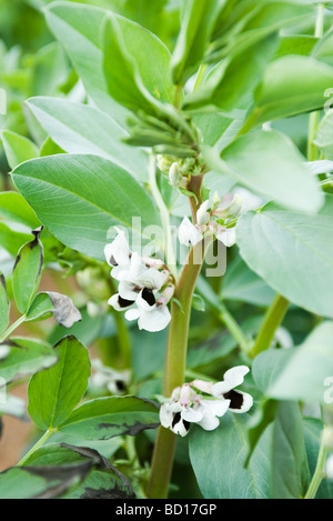 Broad bean plant flowering in vegetable garden Stock Photo