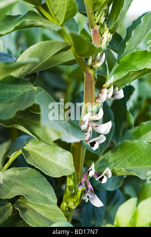 Broad bean plant, close-up Stock Photo