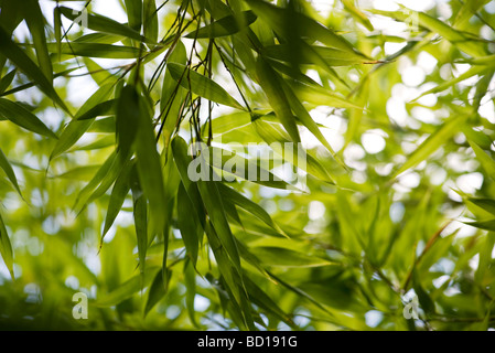 Sunlit willow foliage Stock Photo