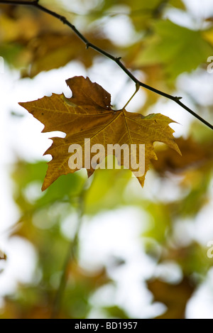 Maple leaf turning brown on branch Stock Photo