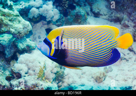 Emperor angelfish Pomacanthus imperator with Cleaner wrasse Labroides dimidiatus Red Sea Egypt Stock Photo