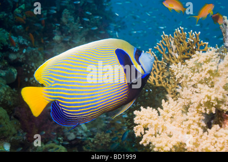 Emperor angelfish Pomacanthus imperator Red Sea Egypt Stock Photo