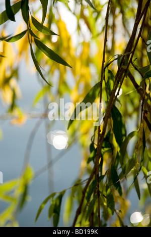 Willow branches, close-up Stock Photo
