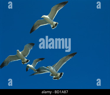 Seagulls flying in sunny sky blue background Kushiro city Hokkaido prefecture Japan Stock Photo