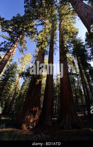 USA California Yosemite National Park Mariposa Grove Bachelor and Three Graces Giant Sequoias Stock Photo