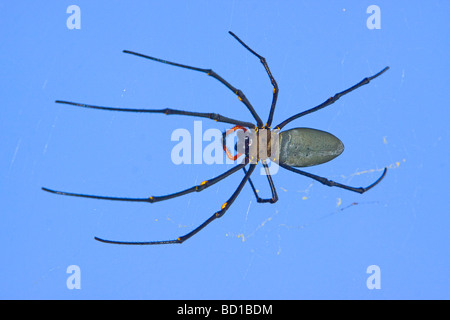 Australian golden silk orb-weaver Nephila edulis spider Stock Photo