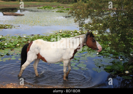 Beautiful horses in The New Forest national park, UK Stock Photo
