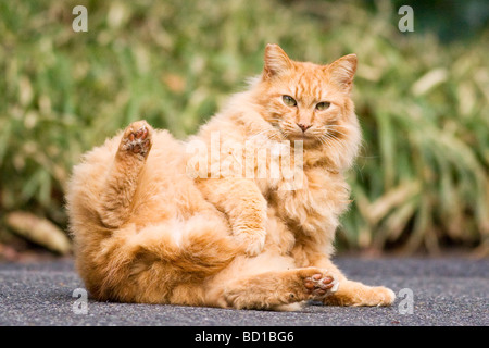 Portrait of a fat cat lying down in the road Stock Photo