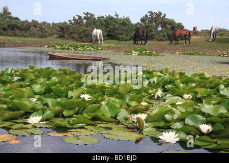 Horses in The New Forest national park, UK Stock Photo