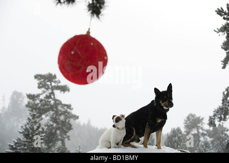 Dogs sitting together on snowy mound in forest, Christmas ornament hanging from branch in foreground Stock Photo