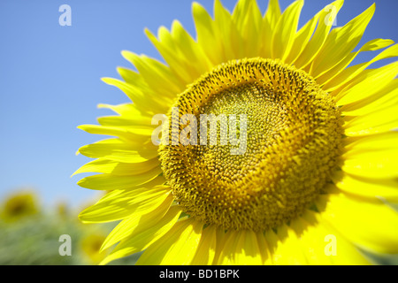 Sunflower in the field close up Stock Photo