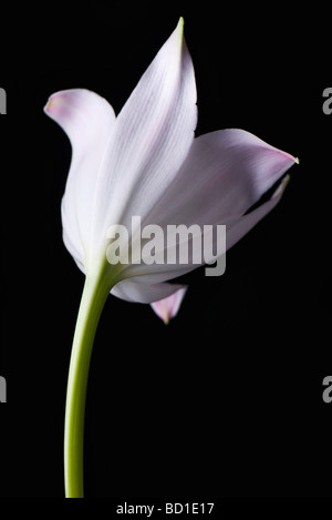 Single white lily, rear view Stock Photo