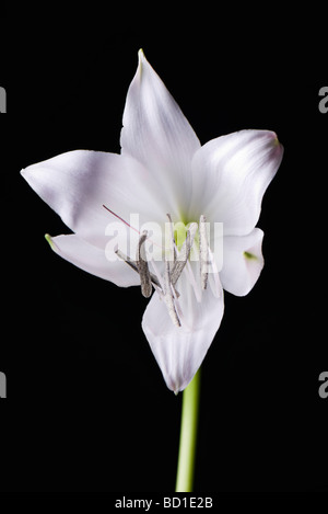 White lily Stock Photo