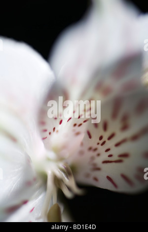 Alstroemeria lily, extreme close-up
