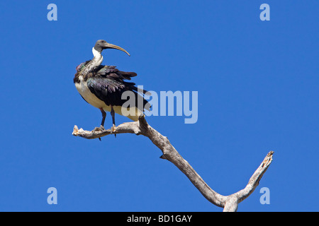 Straw-necked Ibis Threskiornis spinicollis Stock Photo