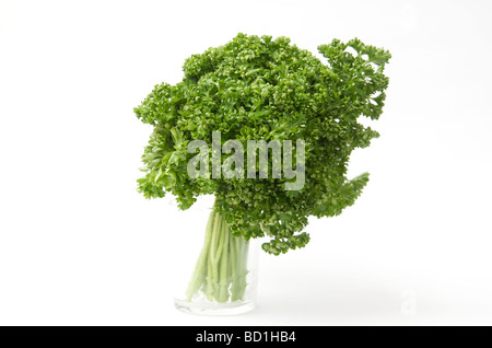 Parsley Stock Photo