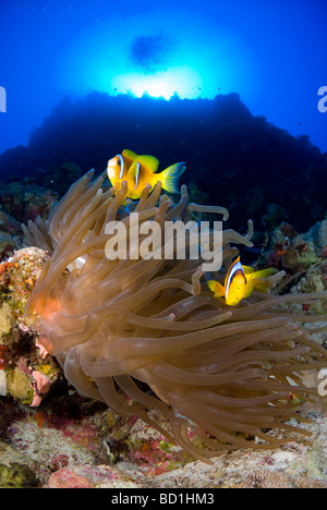 Red Sea anemone fish by sunset. Safaga, Red Sea Stock Photo