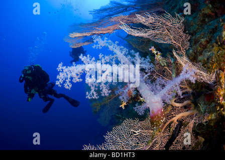 Scubadiver observing deep coral garden in Red Sea. Safaga, Red Sea Stock Photo