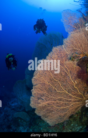 Scubadiver observing deep coral garden in Red Sea. Safaga, Red Sea Stock Photo