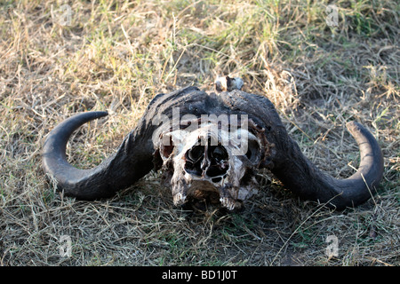 Cape Buffalo/African Buffalo skull, Botswana Stock Photo